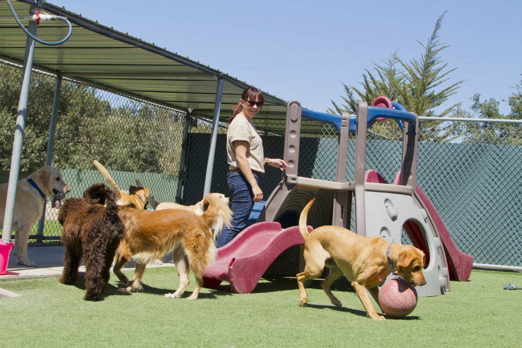How To Choose The Right Boarding Kennel For Your Pet