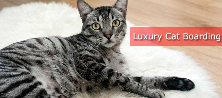 luxury cat boarding
