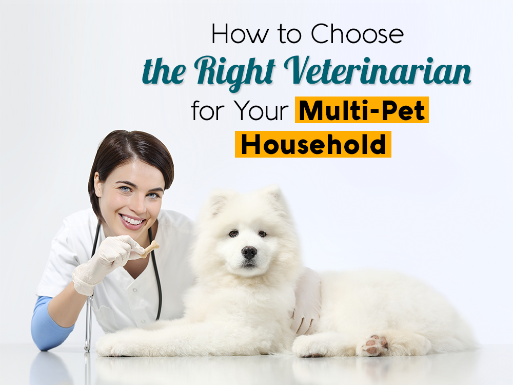 How To Choose The Right Veterinarian For Your Multi-Pet Household